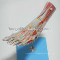 ISO Muscles of Foot Model com vasos e nervos principais, modelo de pé destacável